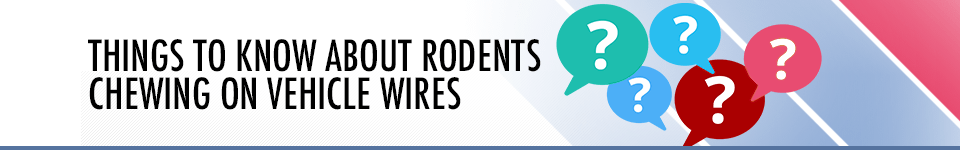 Things to Know About Rodents Chewing on Vehicle Wires - Service Information you want to know in Salem, OR