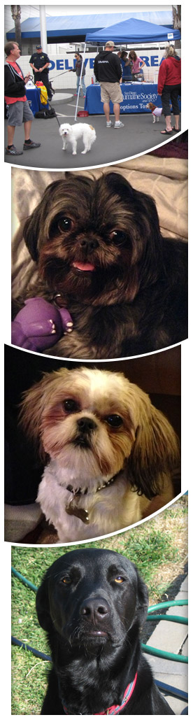 Kearny Mesa Subaru Dog Show Participants!