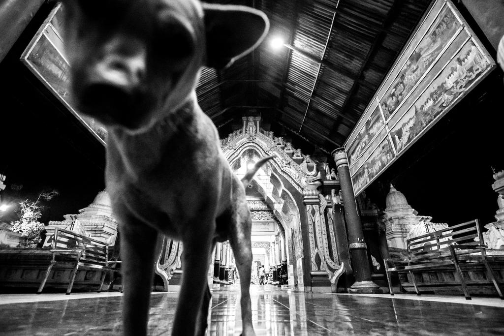 Dog at a temple, Myanmar