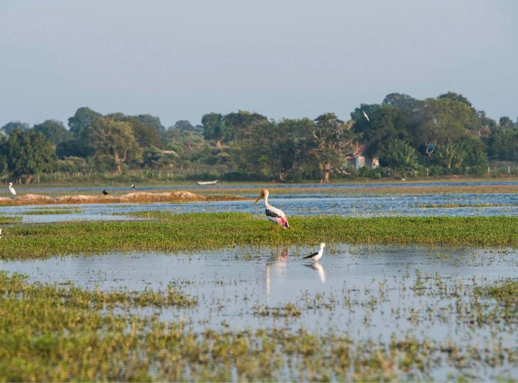 crane in Yala National Park, Sri Lanka