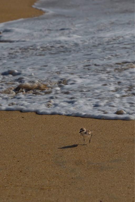 sea bird, Yala National Park, Sri Lanka