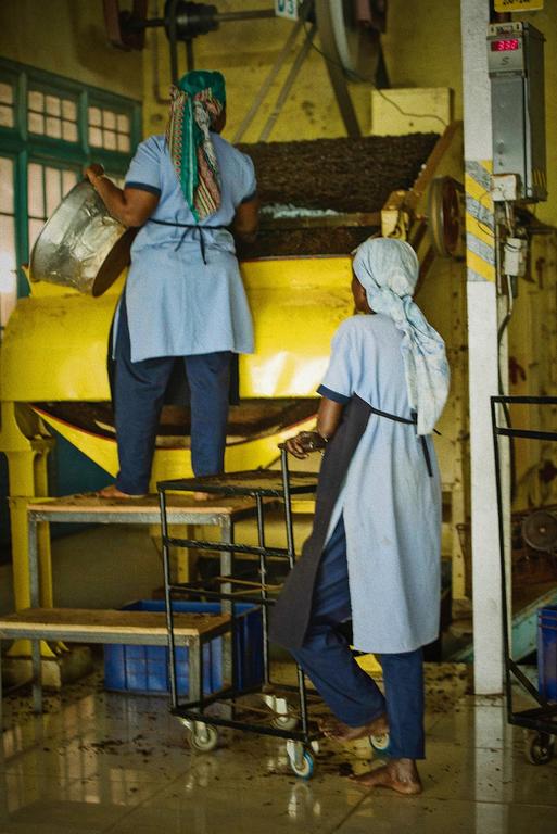 Ceylon tea plantation, Sri Lanka