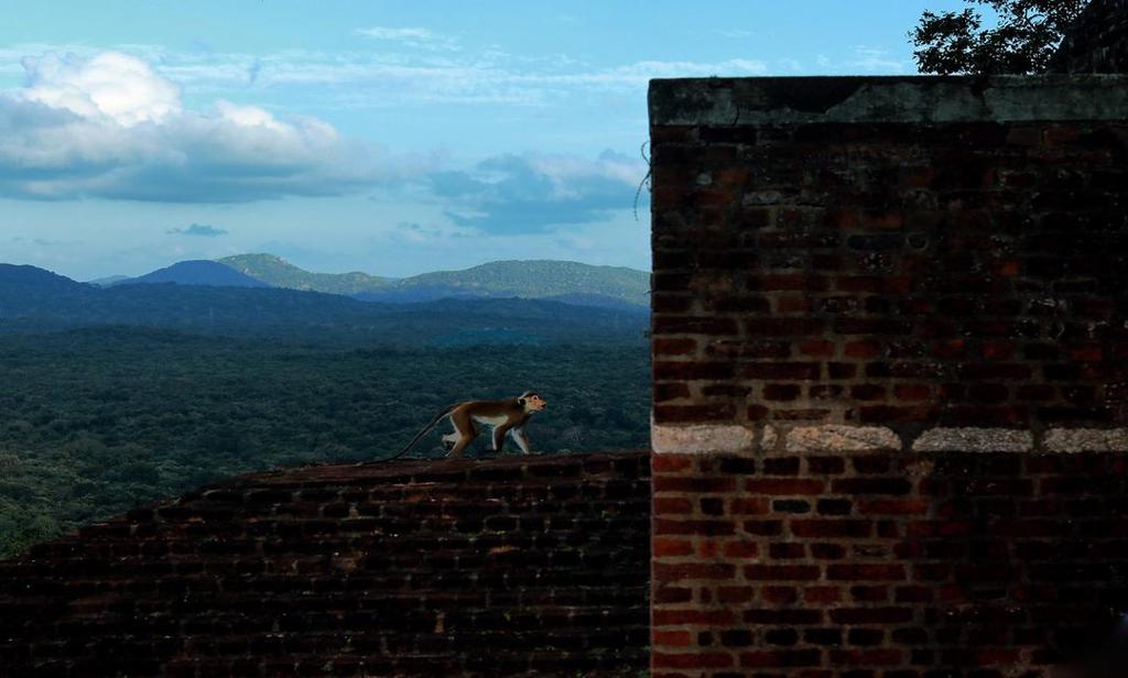 monkey at Sigiriya, Sri Lanka