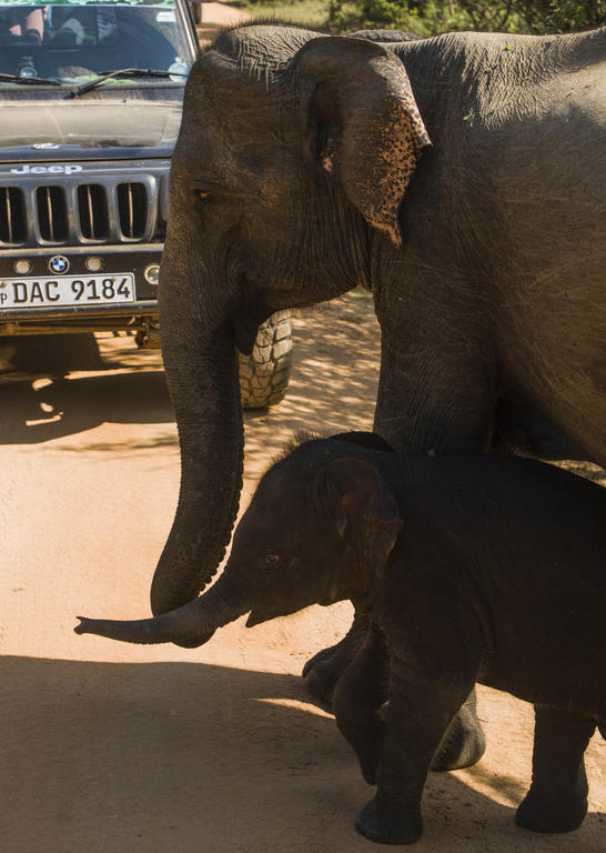 elephants in Sri Lanka