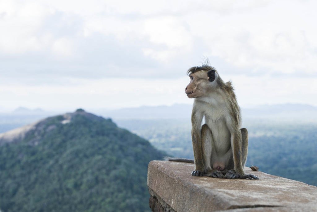 monkey, Sri Lanka