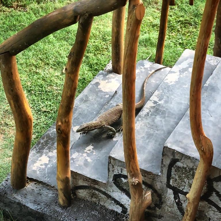 lizard on stairs, Sri Lanka