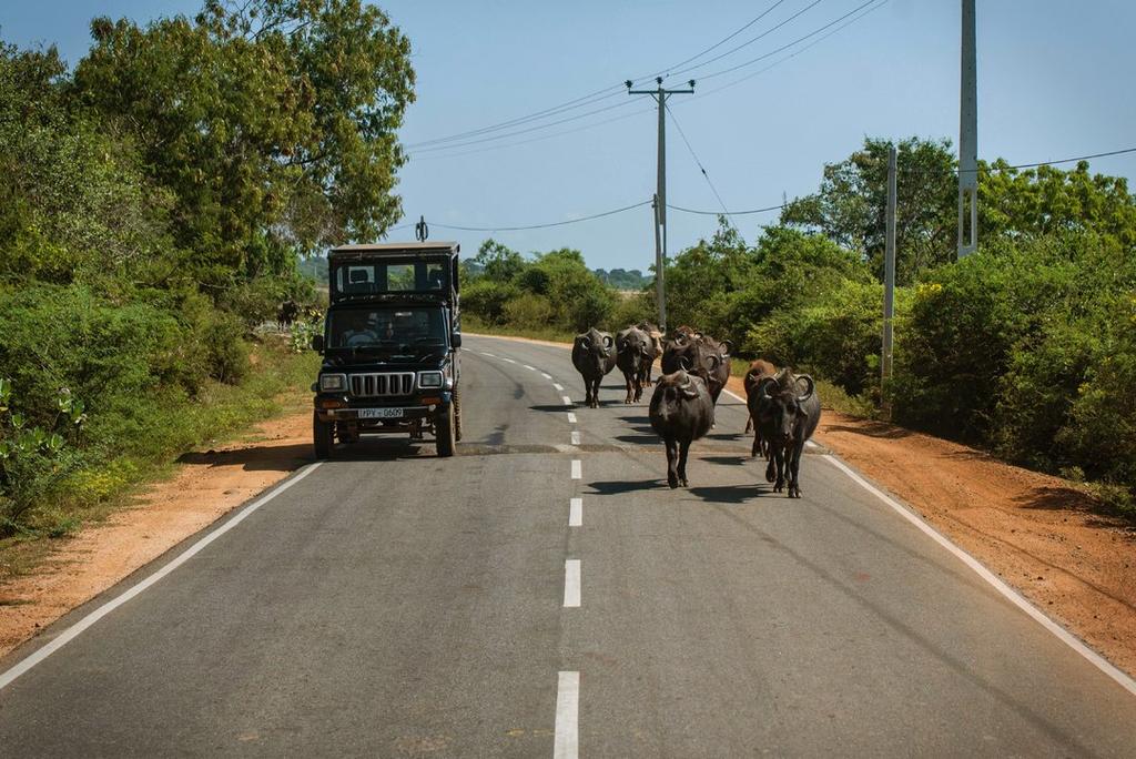 buffaloes on the streets of Sri Lanka