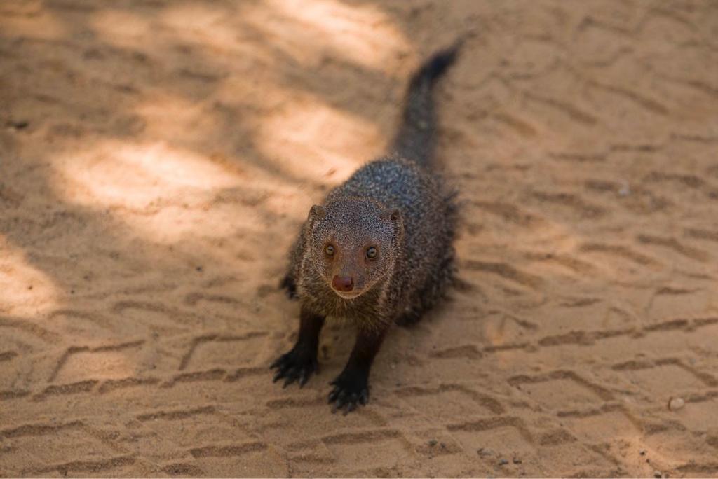 wild animal in Yala National Park, Sri Lanka