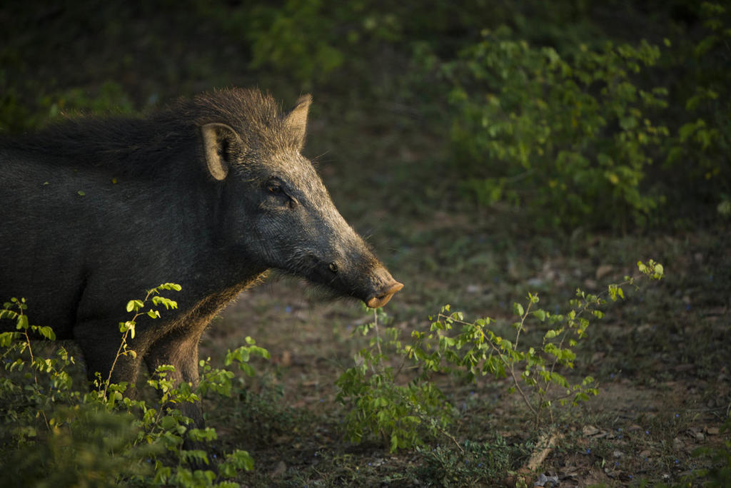 wild boar, Sri Lanka