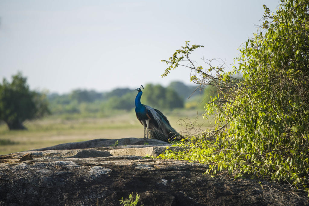 peacock in Sri Lanka