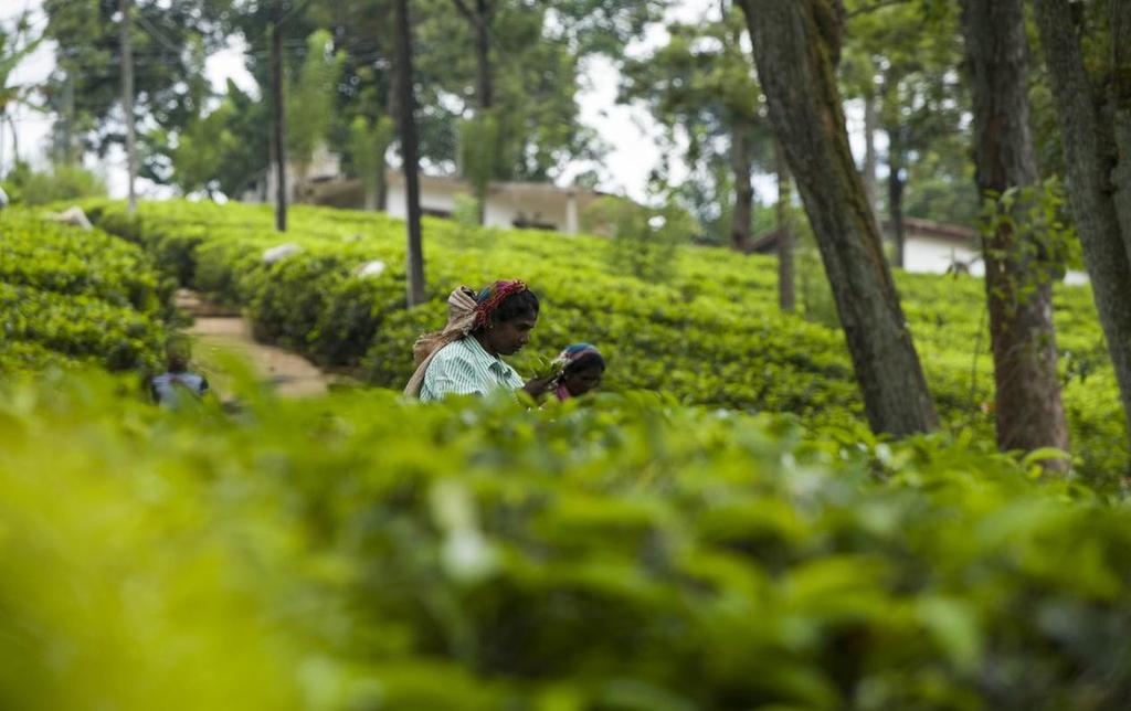 Ceylon tea plantation, Sri Lanka