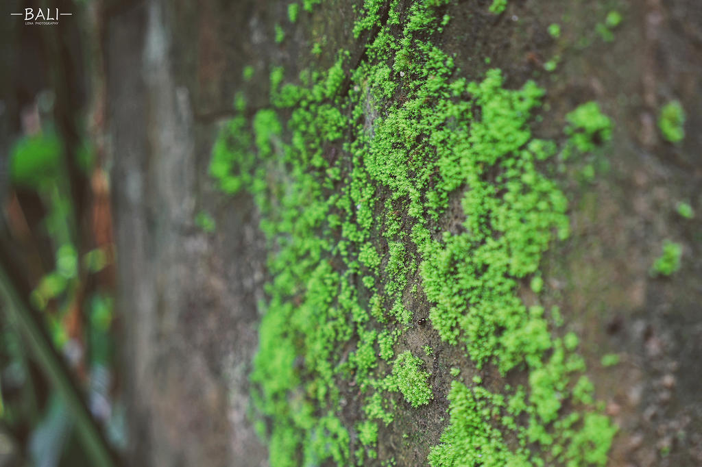Kupu Kupu Barong Villas and Tree Spa, Bali, Indonesia