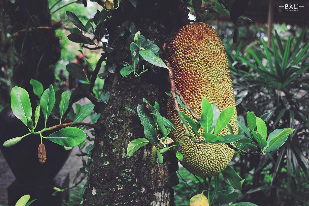 Kupu Kupu Barong Villas and Tree Spa, Bali, Indonesia