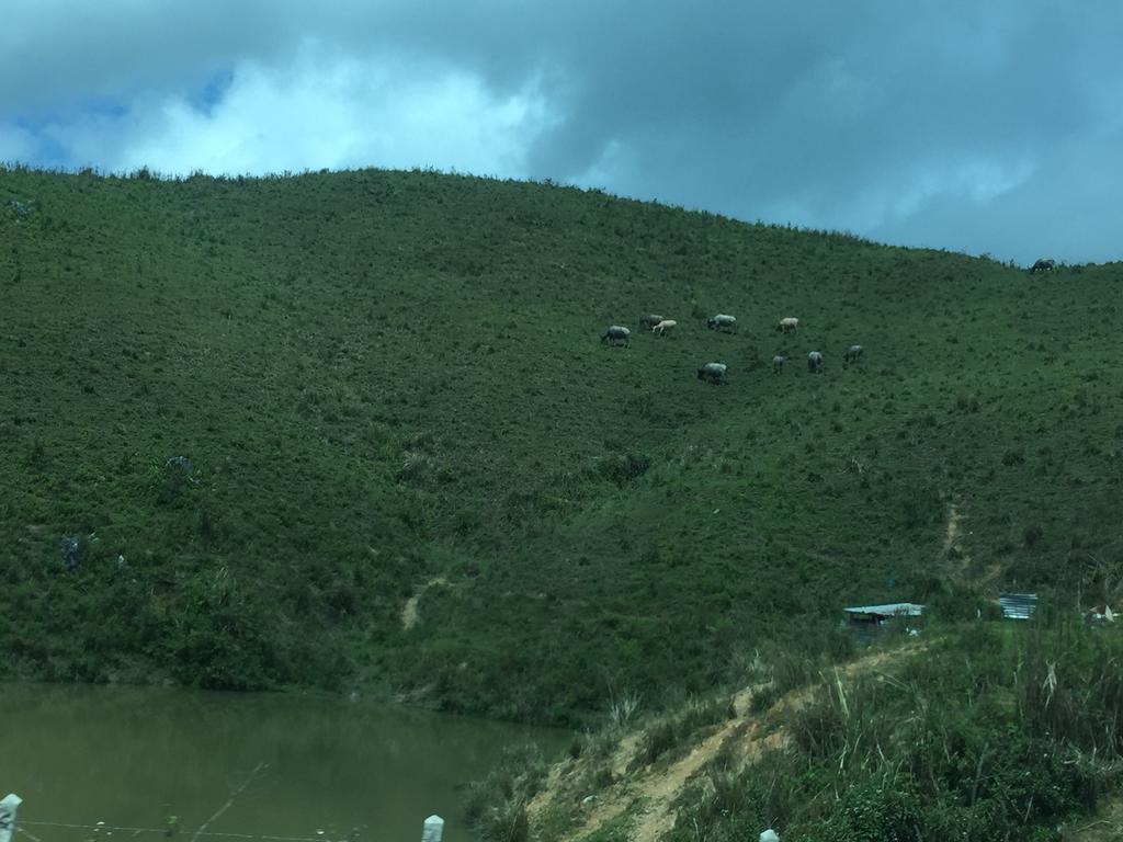 sheep, en route to Vang Vieng, Laos