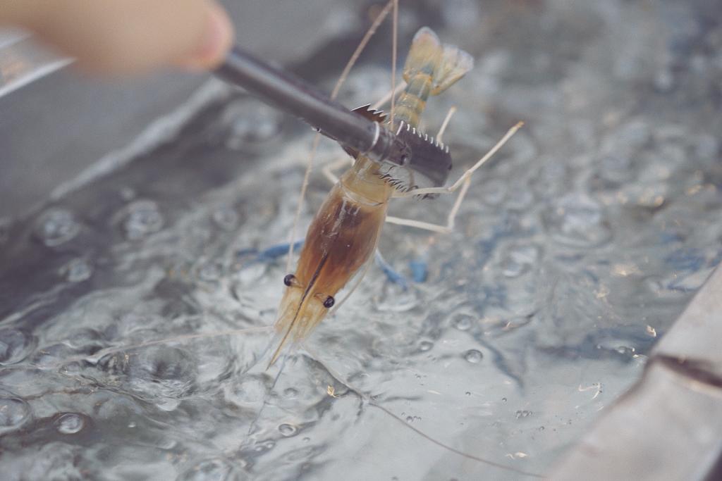 live prawns at Taikong Seafood, Bangkok