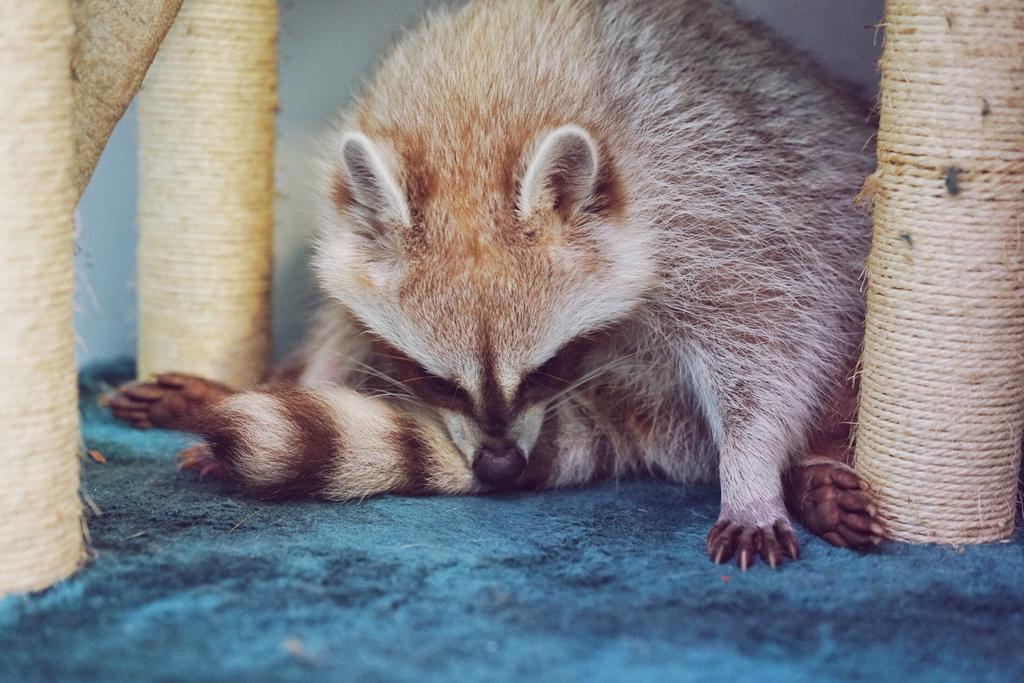 Raccoon Cafe, Bangkok