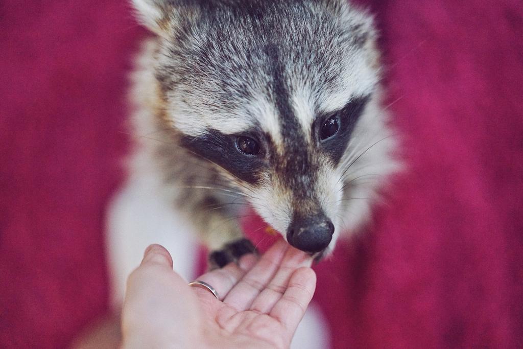 Raccoon Cafe, Bangkok