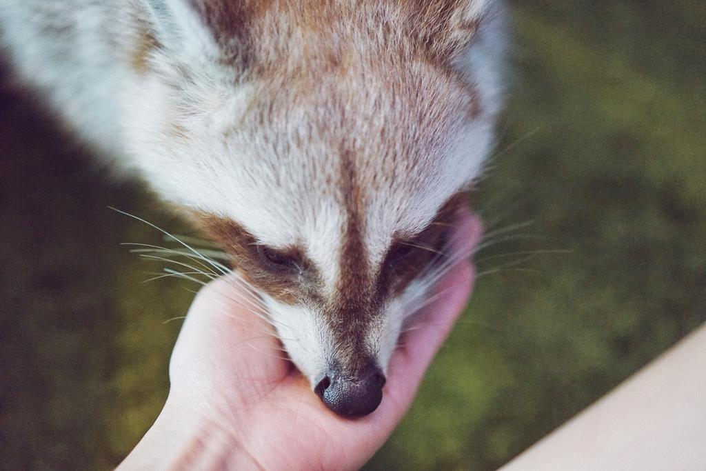 Raccoon Cafe, Bangkok