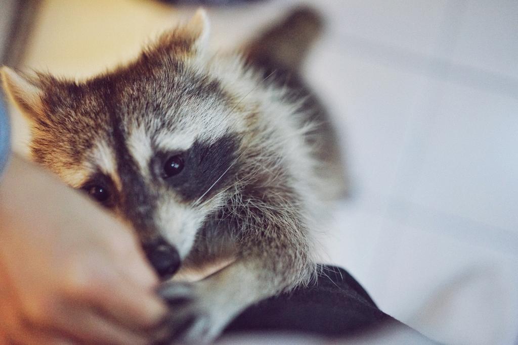 Raccoon Cafe, Bangkok