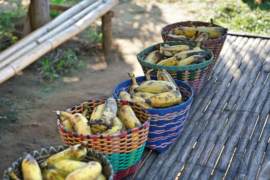 Kerchor Eco Elephant Park, Chiang Mai, Thailand