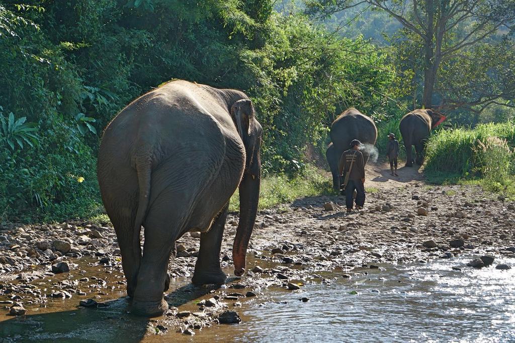 Kerchor Eco Elephant Park, Chiang Mai, Thailand
