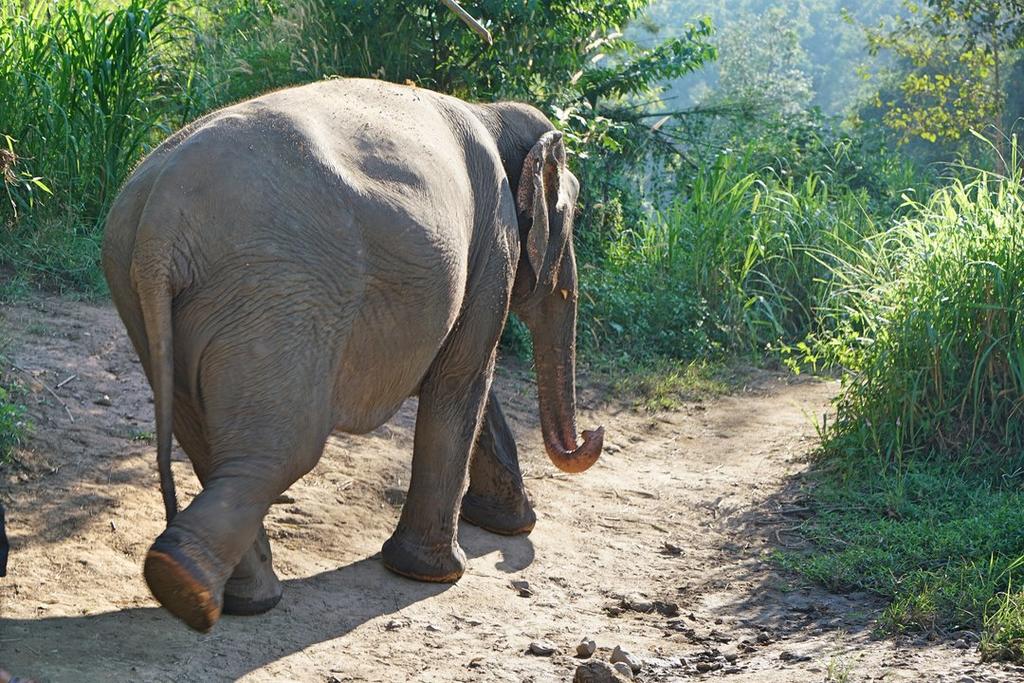 Kerchor Eco Elephant Park, Chiang Mai, Thailand