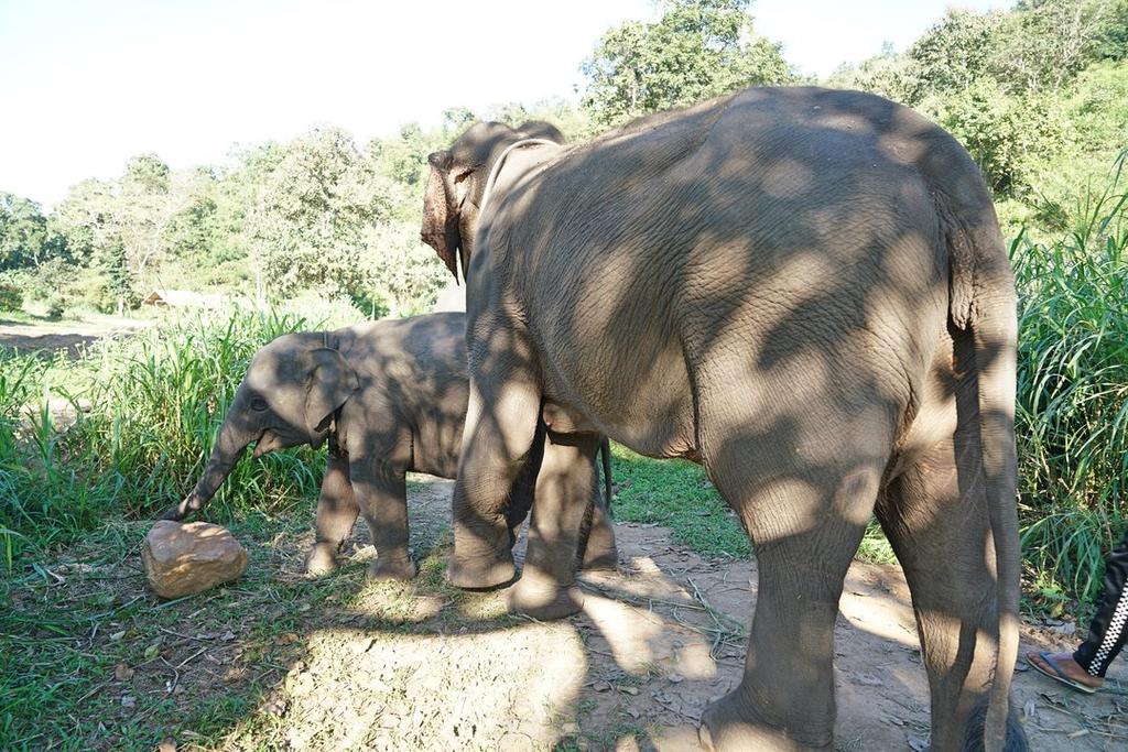 Kerchor Eco Elephant Park, Chiang Mai, Thailand