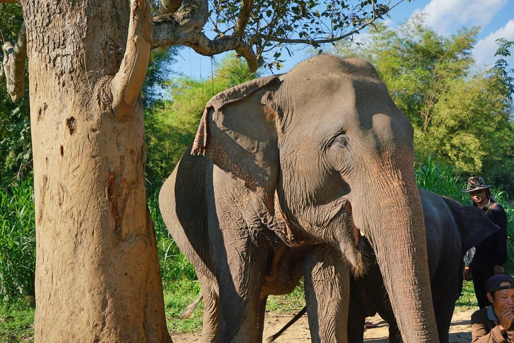 Kerchor Eco Elephant Park, Chiang Mai, Thailand