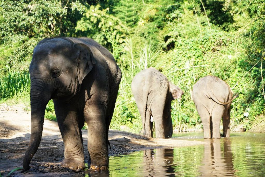 Kerchor Eco Elephant Park, Chiang Mai, Thailand