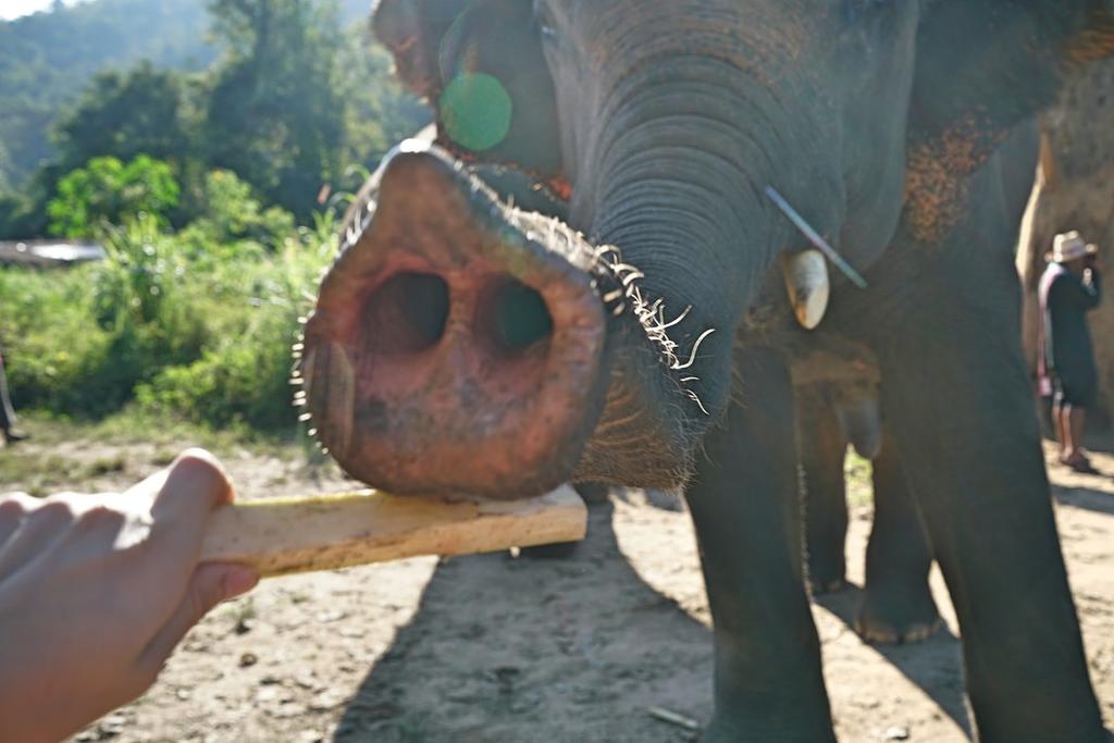 Kerchor Eco Elephant Park, Chiang Mai, Thailand