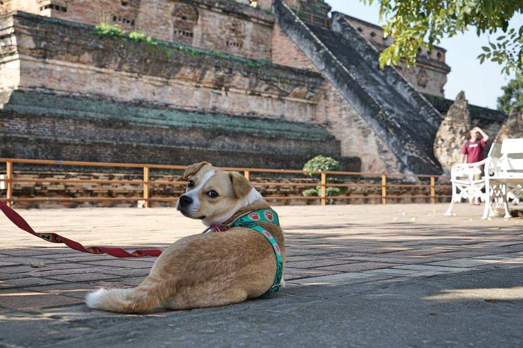 dog, Chiang Mai, Thailand