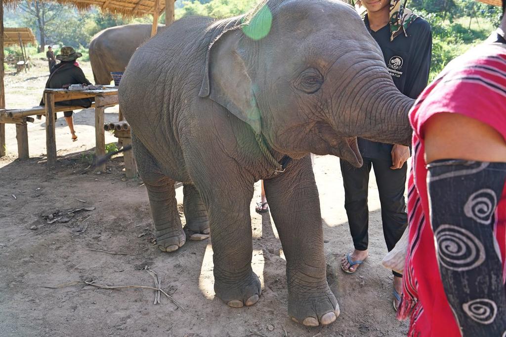 Kerchor Eco Elephant Park, Chiang Mai, Thailand