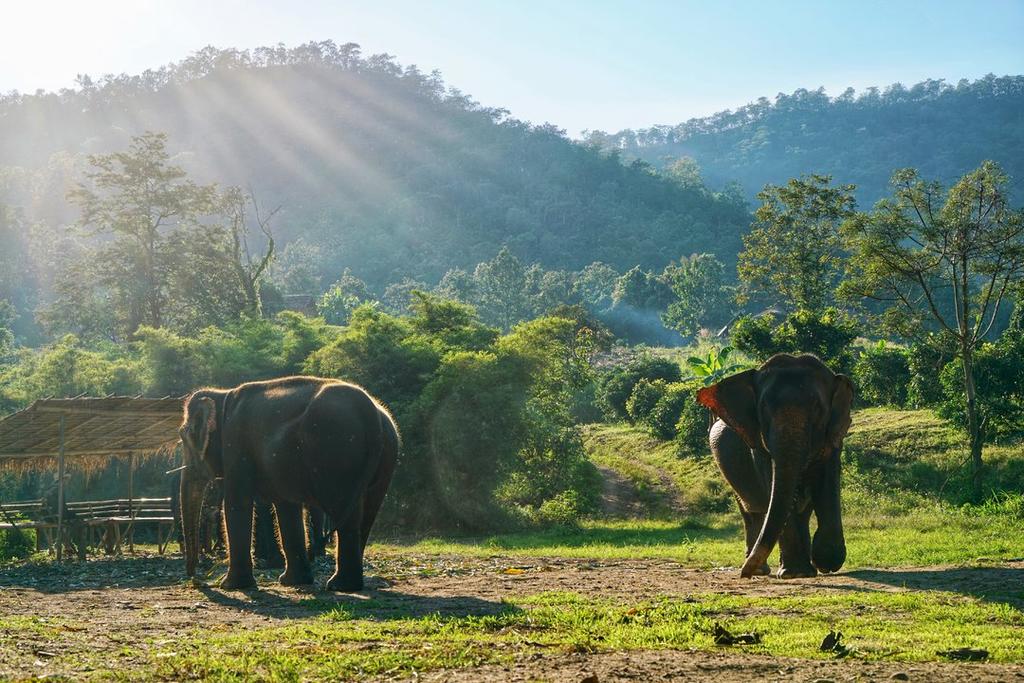 Kerchor Eco Elephant Park, Chiang Mai, Thailand