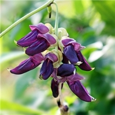 Mucuna Pruriens