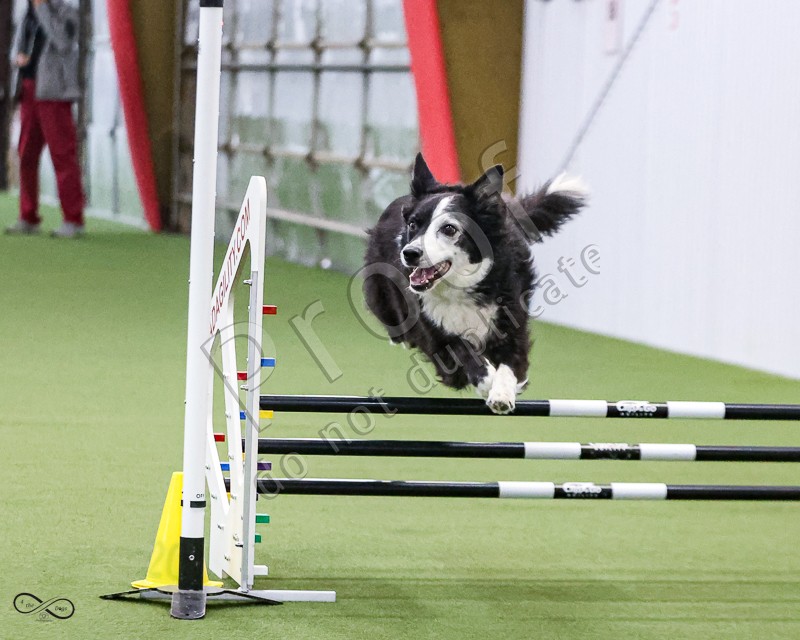 GFKC Agility Friday ONLY