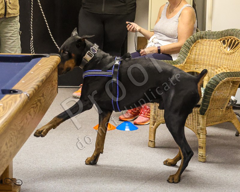 CDPC Scent Work September 2023