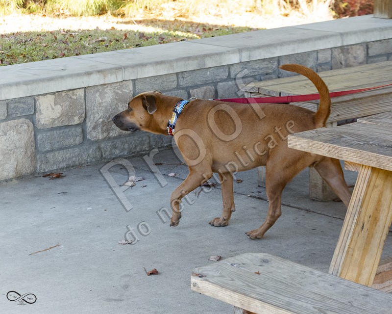 HROTC AKC Scent Work November 2023