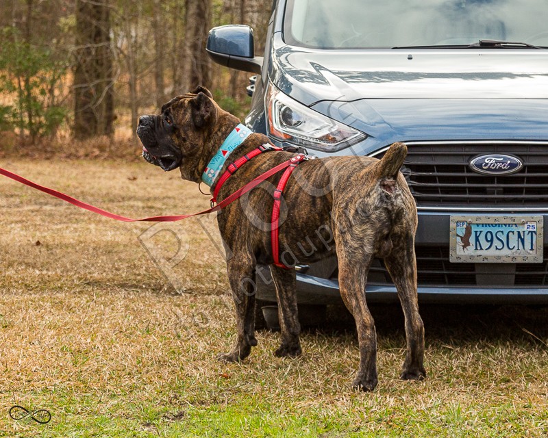 UKC Nosework December 2024