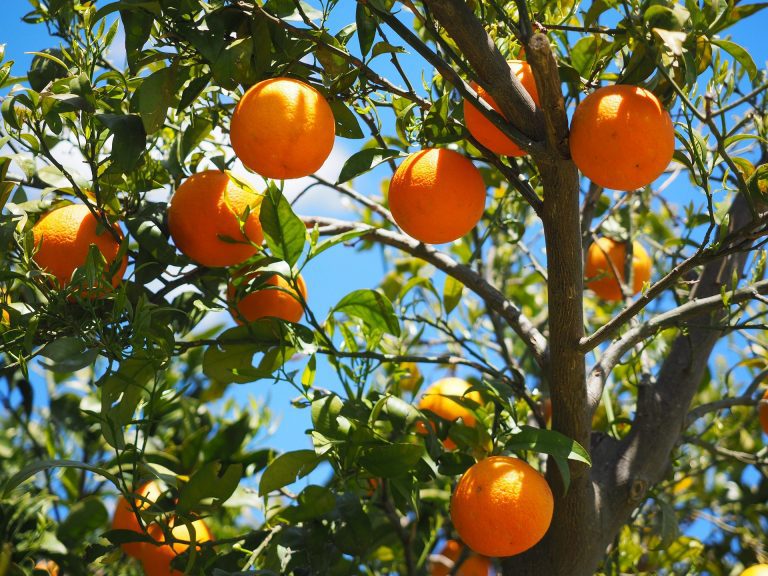 By Their Fruit You’ll Know Them (Matthew 7)