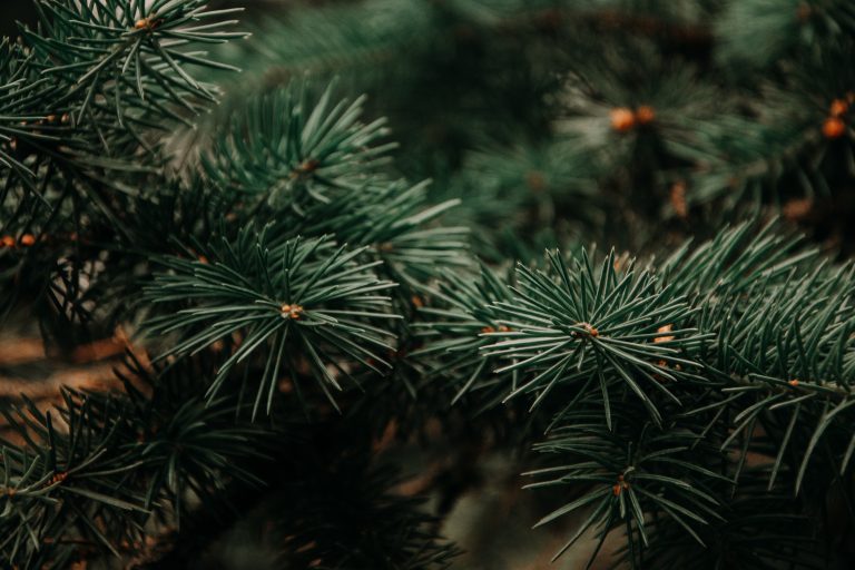 The Scandal of Christmas
