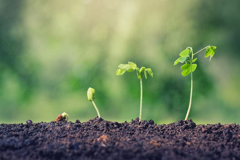 What Is Life’s Purpose? (Genesis 1-2)