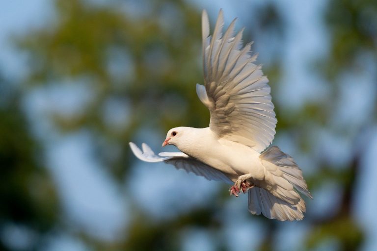 A Biblical Theology of the Holy Spirit