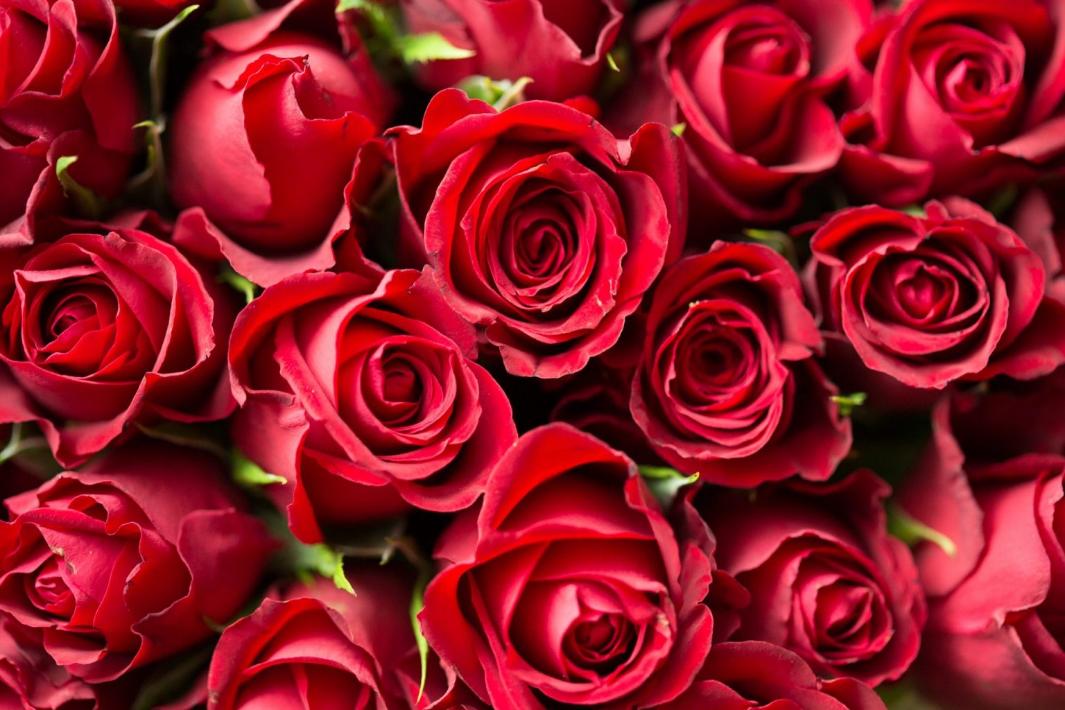 Red roses are the flowers of love