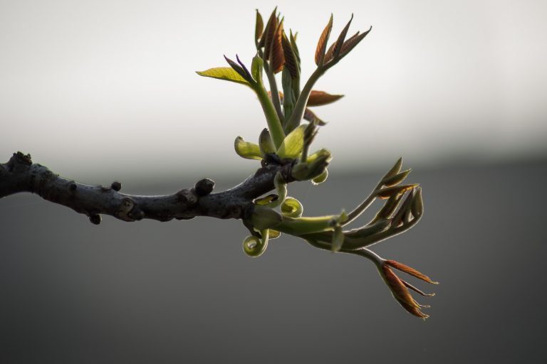 Tree branch symbolizing new life transformation