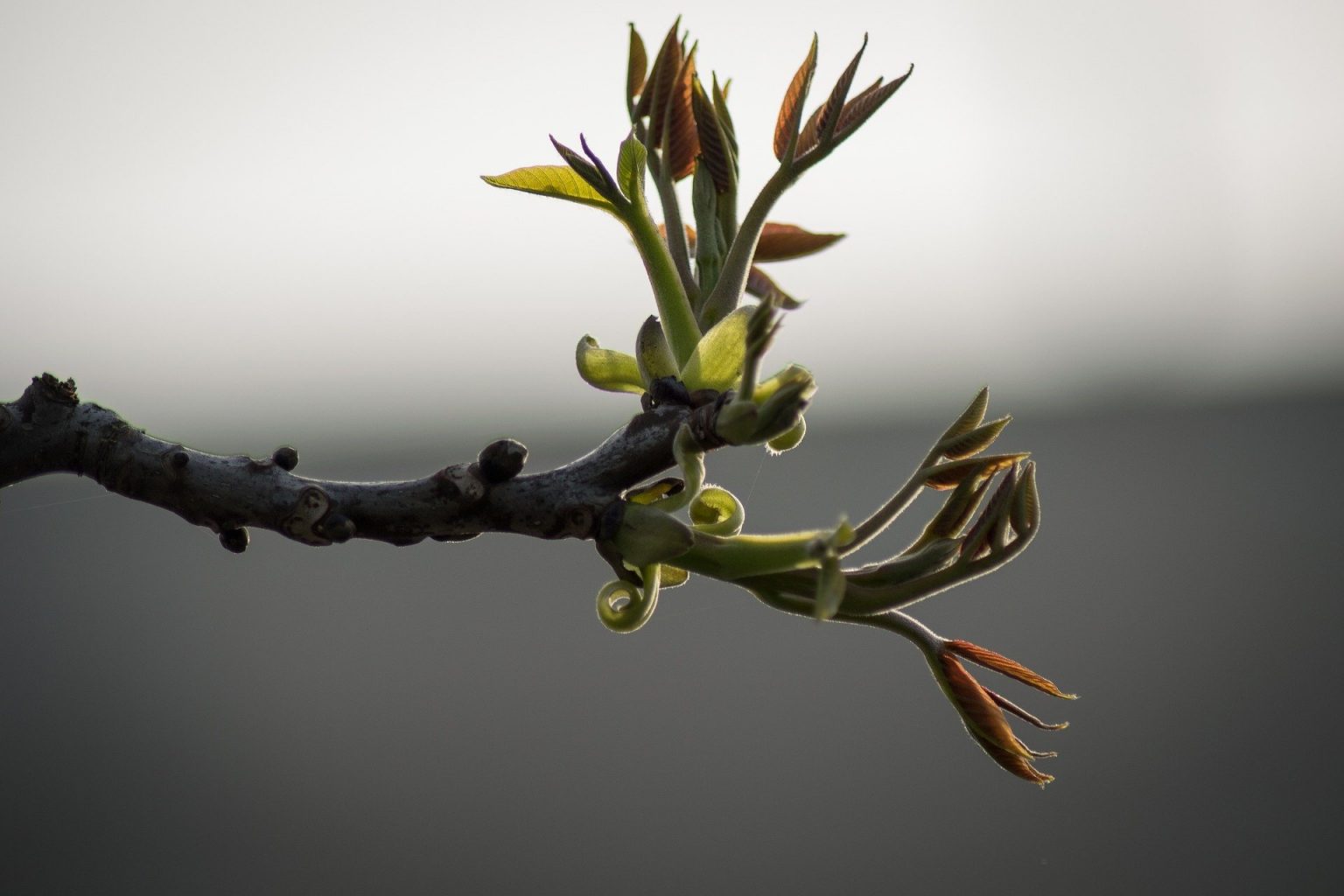 Tree branch symbolizing new life transformation