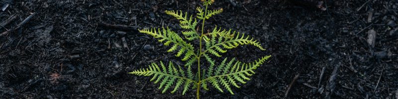 green fern plant on ground