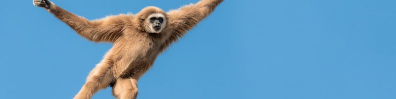 a monkey hanging on a rope