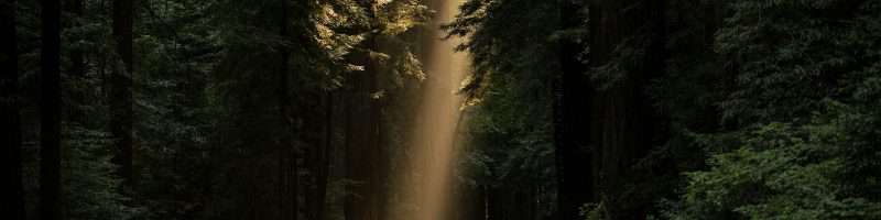 empty concrete road covered surrounded by tall tress with sun rays