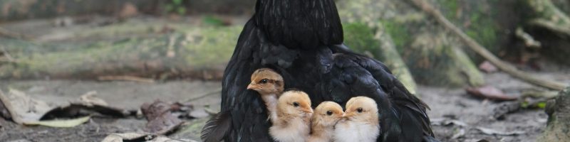 black hen with chicks