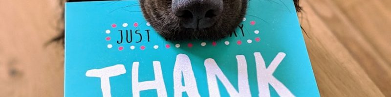 dog biting Thank You mail paper